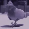 pigeonvibes