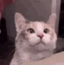 catpet