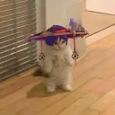 Yescat Discord Emoji