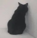 Catincorner