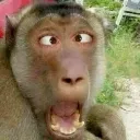 monkey