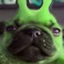 greendog