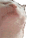 catjamcat Discord Emoji