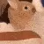 Bunny_RAGE
