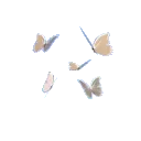 5968butterflies