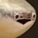 wtf