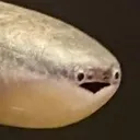yas
