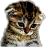 Sadcat