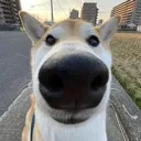 pppp