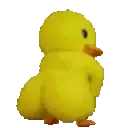 duckass duckass