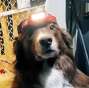 DoggoSearchAnswer Discord emoji