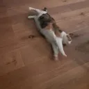 Cat_Lay Discord Emoji