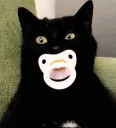 Meowlms Meowlms