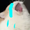 4cat_crying