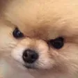 AngyDoggo