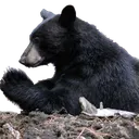 bearprayge