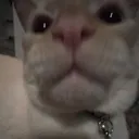 peachiscat Discord Emoji