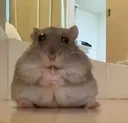 ratinhofofo