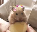 Cutiehamster
