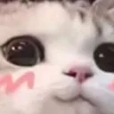 blushingcat