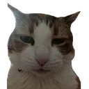 bro