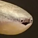 sacabambaspis sacabambaspis