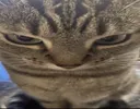 CAtMad