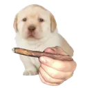 Dog_blunt