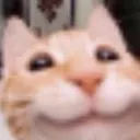happycat happycat