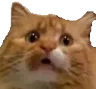 Wutcat