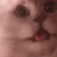 Cat_Panic