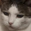 szycat