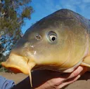 Carp_closeup_highres_MarcAinswor