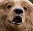 BearPog