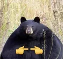 baerpls