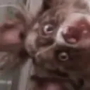 kogaSHOOK kogaSHOOK