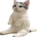 catsitright Discord emoji