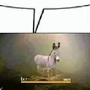 Burro