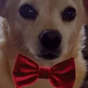 petz_handsomeman
