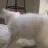 twerkcat