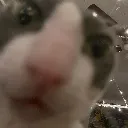 Cat What cat_what Discord Emoji