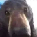 BearStare