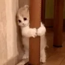 cat_hug