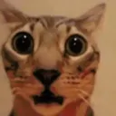 catshock