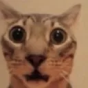 shockedcat