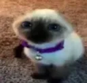 gato