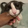 sog_cuddler