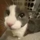 sog_meow