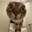 cat_sus