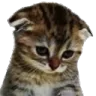 sadcat